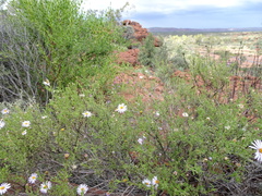 Brachyscome ciliaris ciliaris