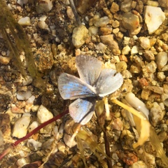 Celastrina echo