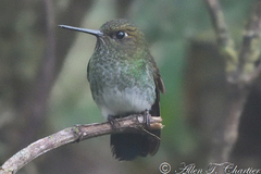 Haplophaedia aureliae