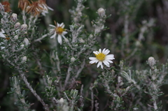 Diplostephium ericoides