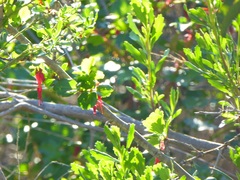 Ribes speciosum