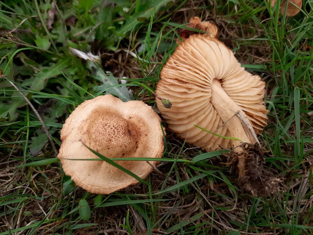 Marasmius oreades · January 2026 · photo: © beaulahp (iNaturalist, cc-by)