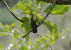 Anthracothorax dominicus