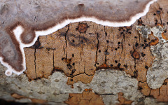 Diatrype decorticata