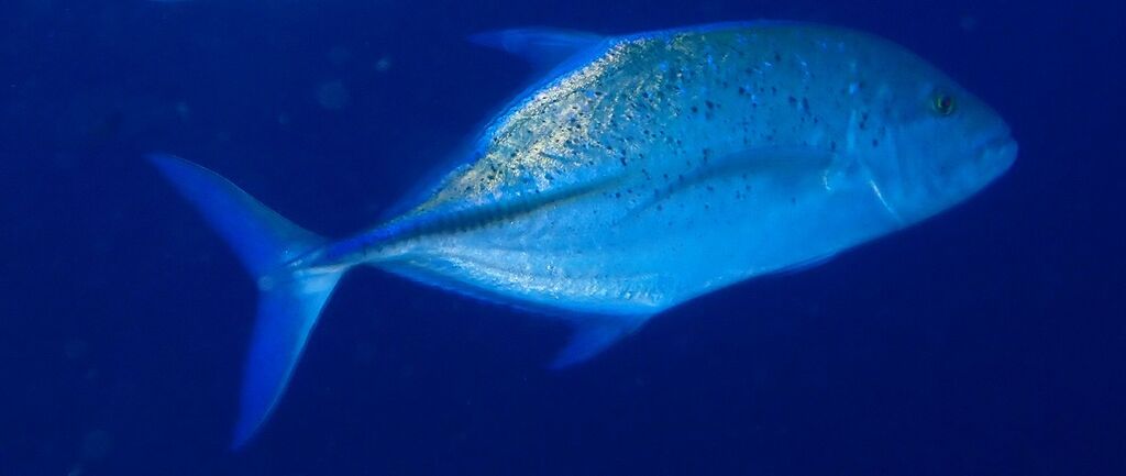 Bluefin Trevally (Caranx melampygus)