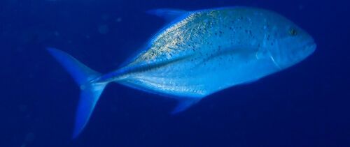 Caranx melampygus