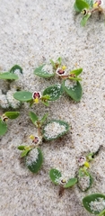 Euphorbia vizcainensis