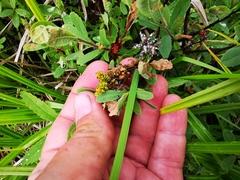 Myrica gale tomentosa
