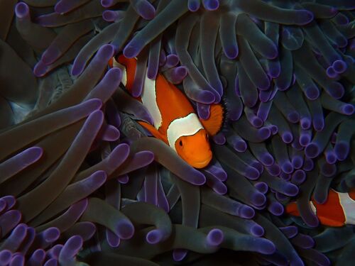 Amphiprion ocellaris