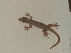 Hemidactylus platyurus