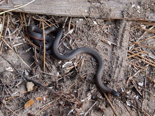 Photo of a Ringneck Snake (Diadophis punctatus)
