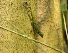 Anolis dominicensis