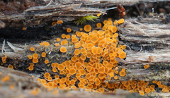 Arachnopeziza trabinelloides