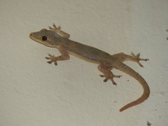 Hemidactylus platyurus