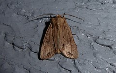 Ichneutica averilla