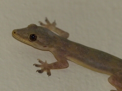Hemidactylus platyurus
