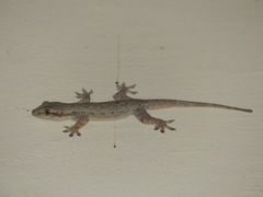 Hemidactylus platyurus