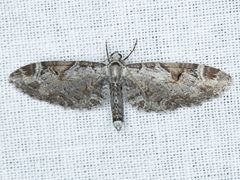 Eupithecia nevadata