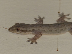 Hemidactylus platyurus