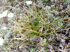 Carex cephalotes
