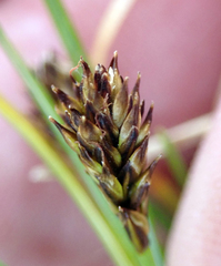 Carex cephalotes