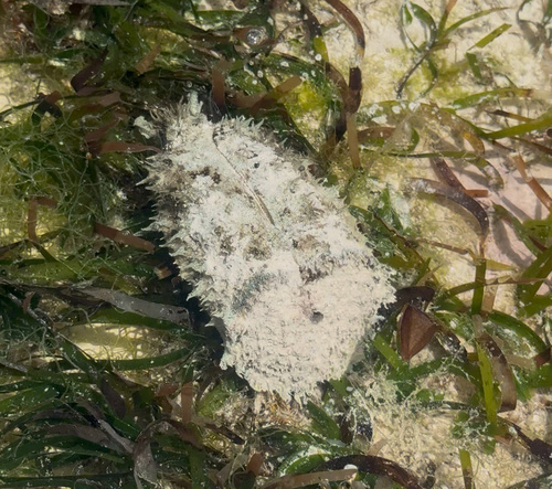 Dolabella auricularia