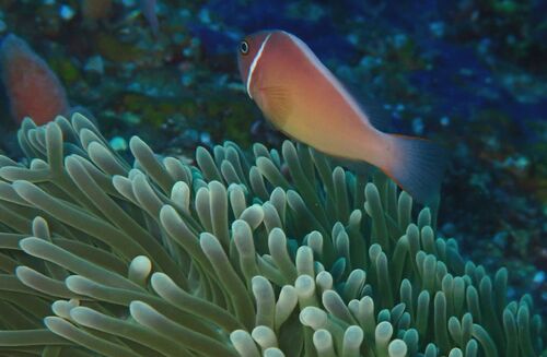 Amphiprion perideraion