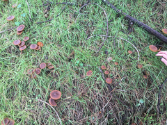 Cortinarius thiersii