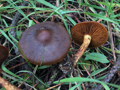 Cortinarius thiersii