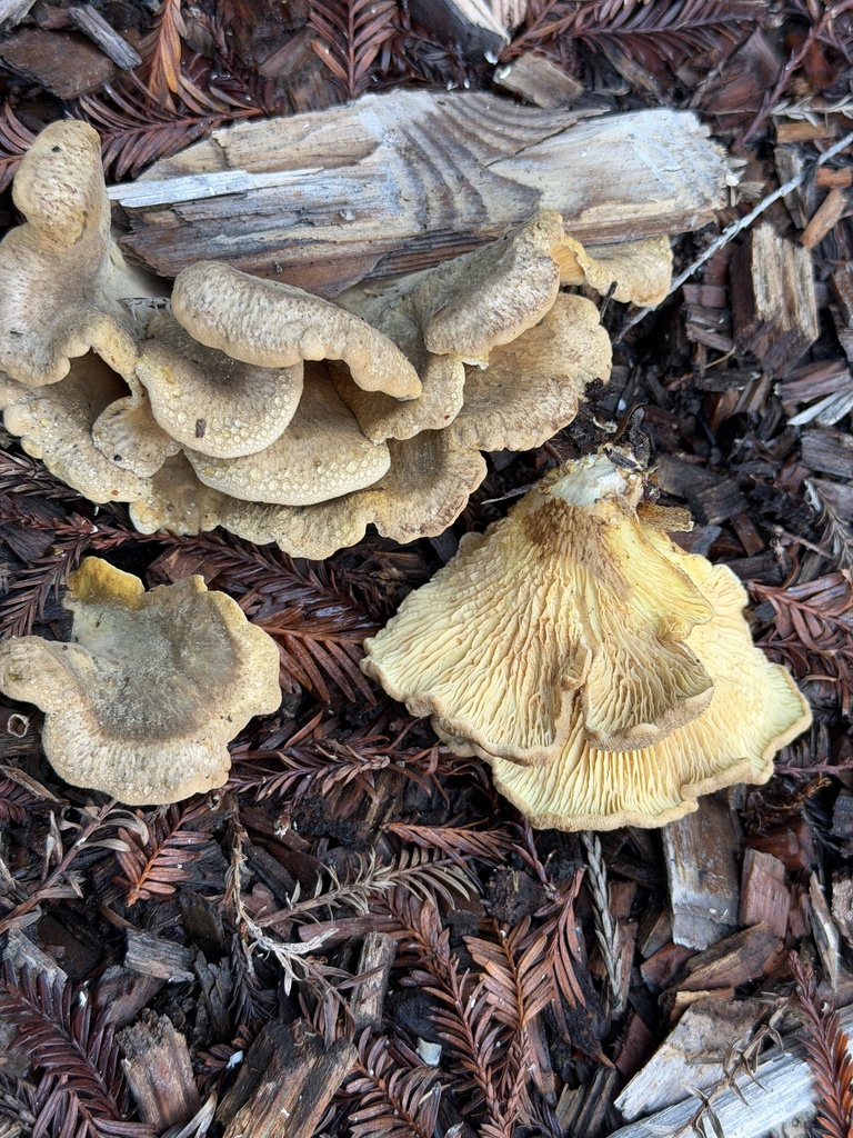 Tapinella panuoides · January 2026 · photo: © aheyman1 (iNaturalist, cc0)