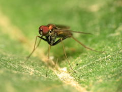 Chrysotus spectabilis