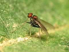 Chrysotus spectabilis