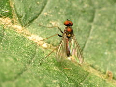 Chrysotus spectabilis