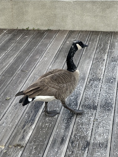 Canada Goose