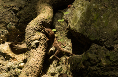 Anolis cybotes