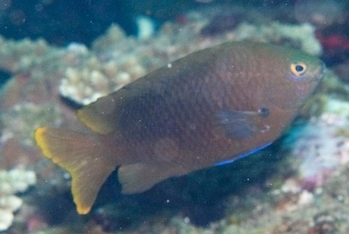 Pacific Gregory