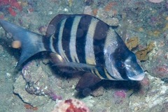 Diplodus hottentotus