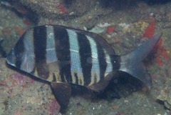Diplodus hottentotus