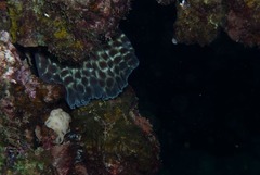 Epinephelus posteli