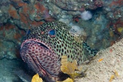 Epinephelus posteli