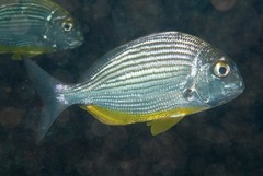Rhabdosargus thorpei