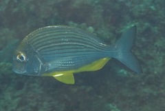 Rhabdosargus thorpei