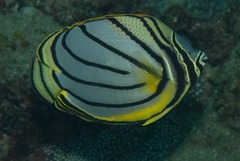 Chaetodon meyeri