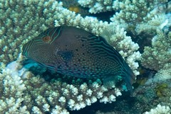 Canthigaster natalensis