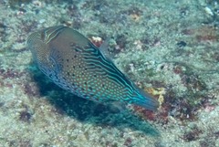 Canthigaster natalensis