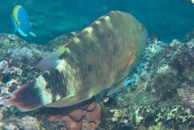 Tripletail wrasse