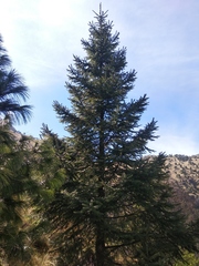 Abies religiosa