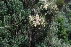 Diplostephium ericoides