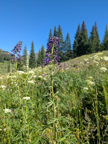 Subalpine Larkspur (Delphinium barbeyi)