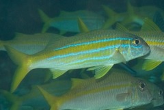 Mulloidichthys ayliffe